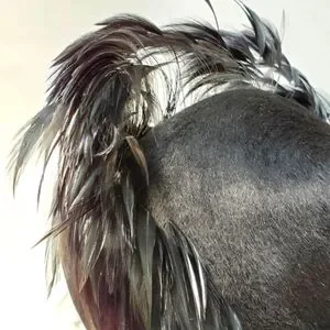 BRIGITTE Red\'g Body Italian Michael Terre Black Mohair Feather Hat Vintage MINT Italian Michael Terre Hat | Accessories | Brigitte Redg Body  main image 4